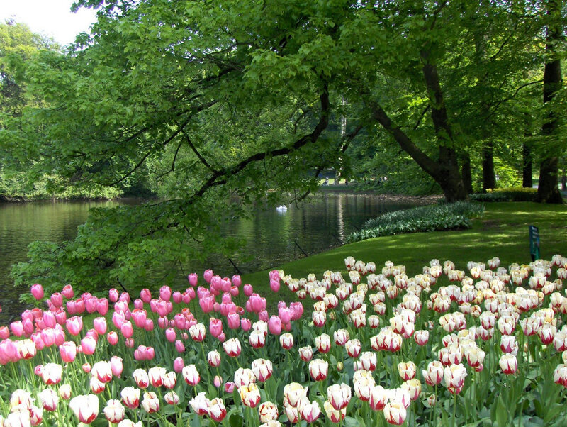 Tulip Garden by Lake