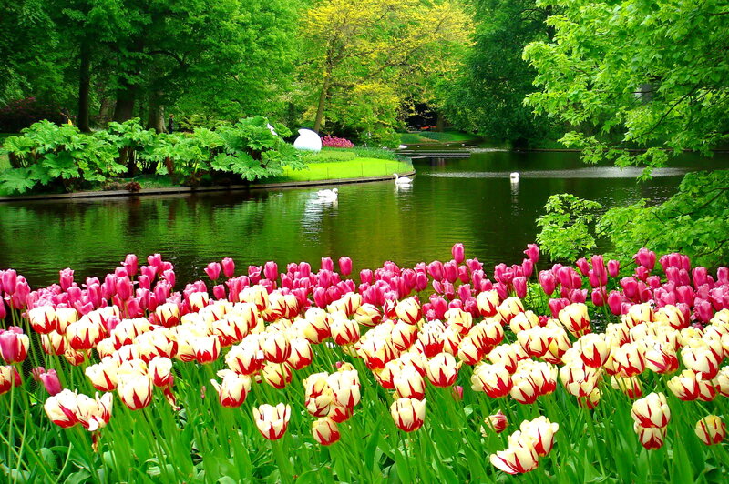 Tulip Garden by Pond — Green, Serene