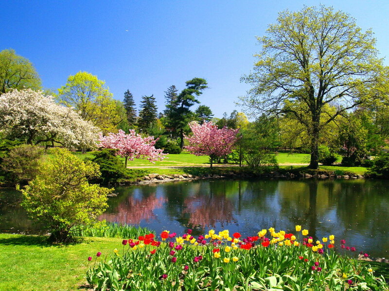 Tulip Garden by Pond — Green