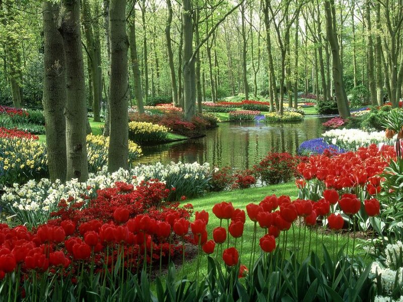 Tulip Garden by Pond
