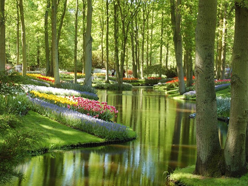 Tulip Garden by River