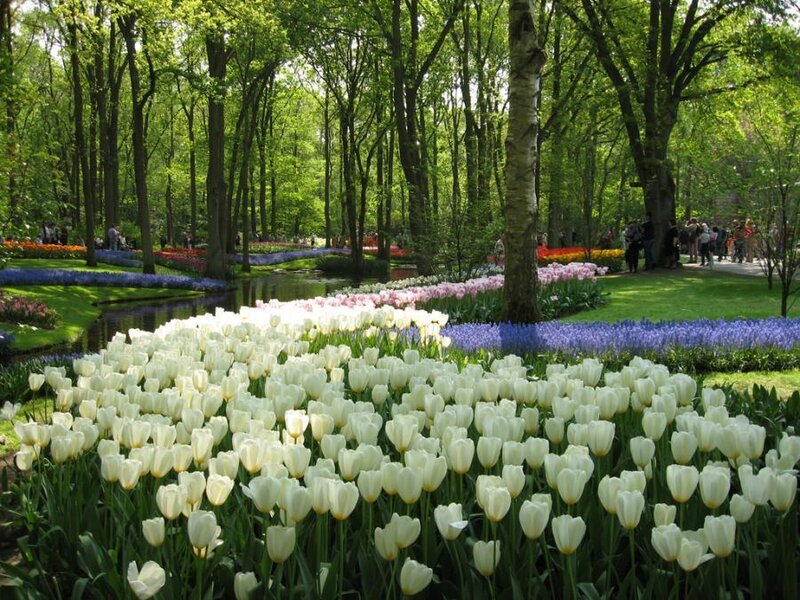Tulip garden in a forest