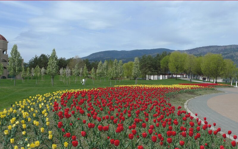 Tulip garden in a park