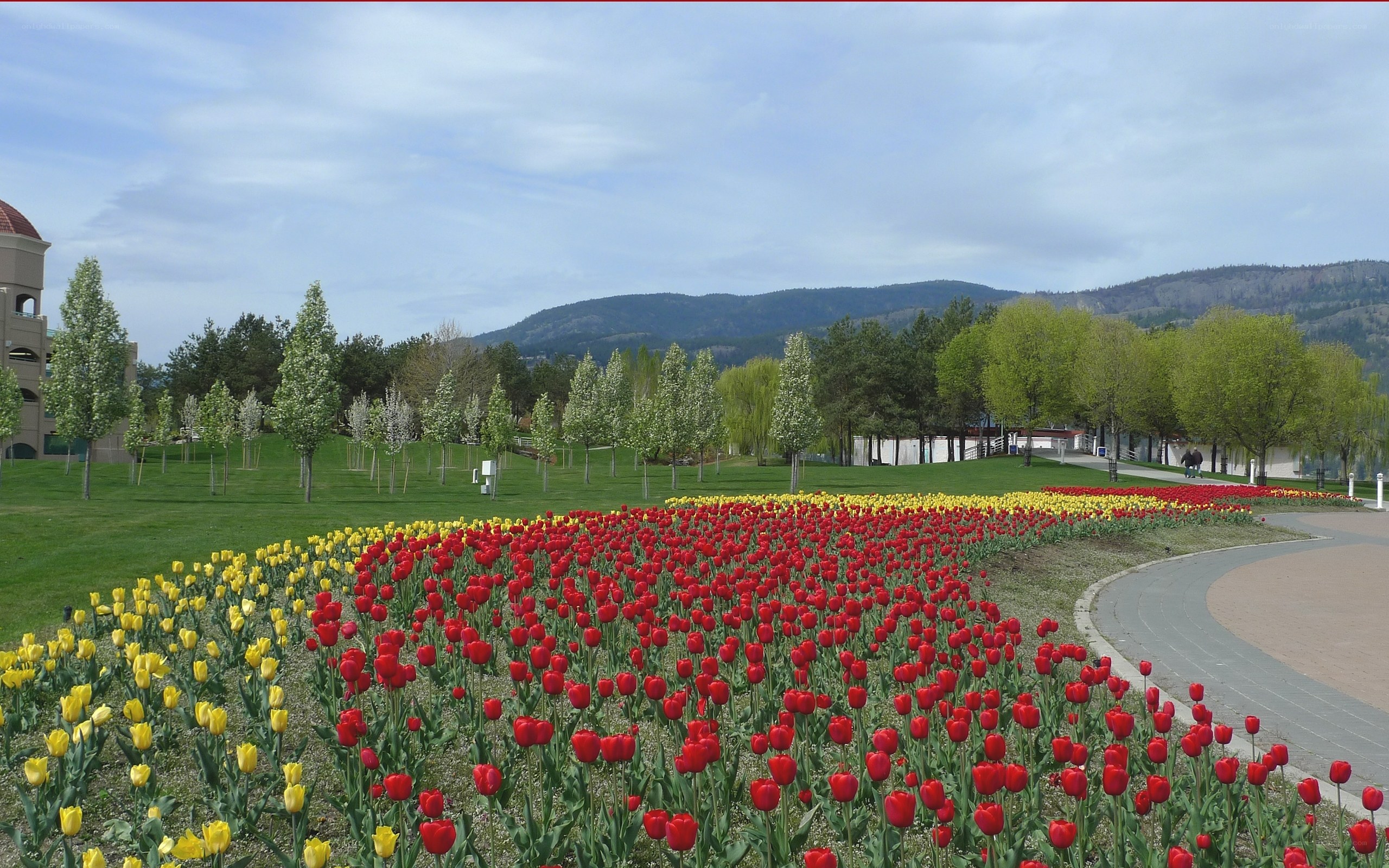 Tulip garden in a park