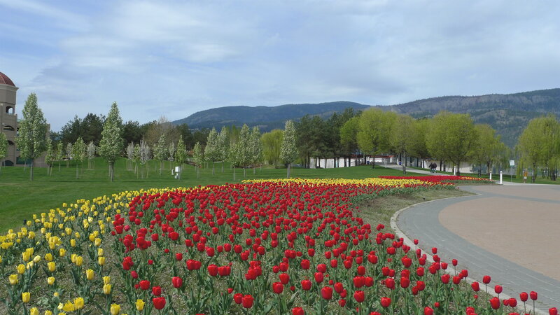 Tulip garden in a park