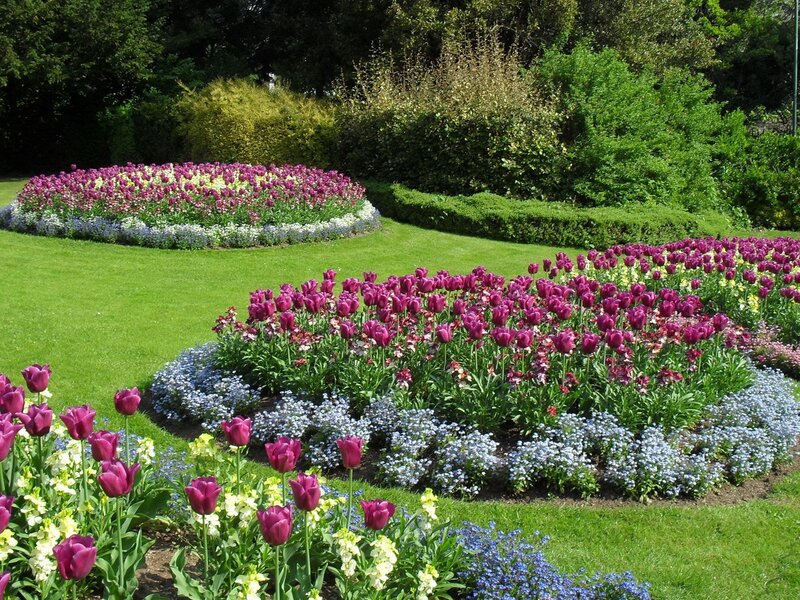 Tulip garden in a park