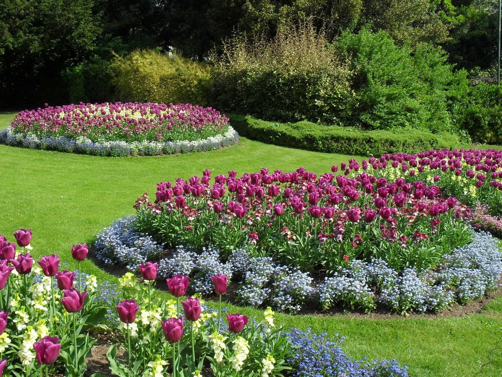 Tulip garden in a park