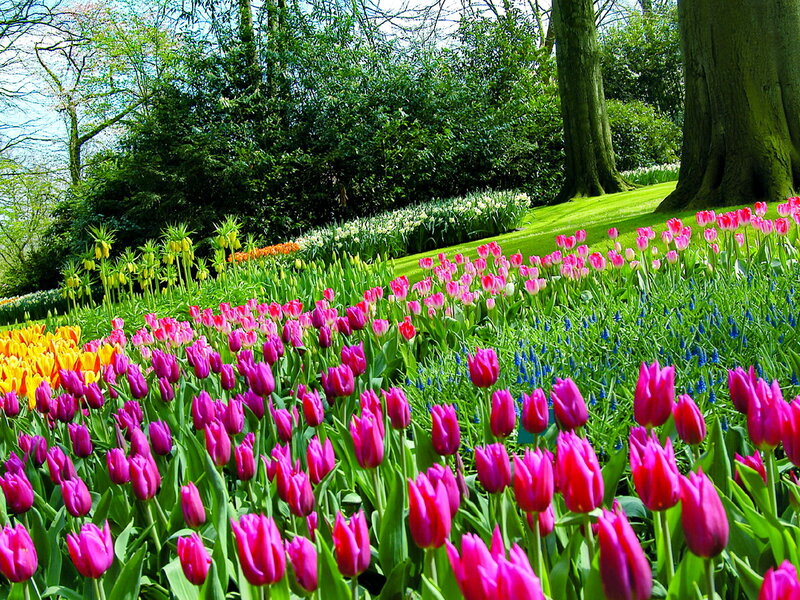 Tulip Garden in Bloom — Pink