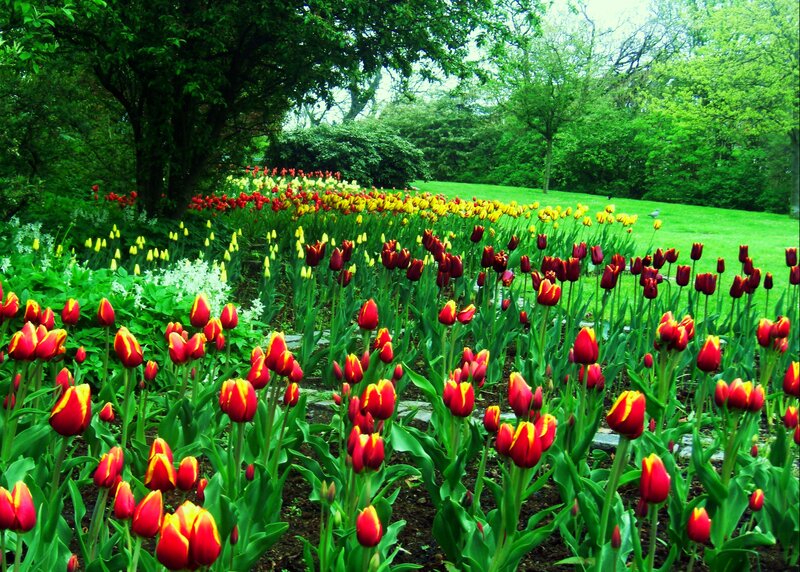 Tulip Garden in Bloom — Red, Serene