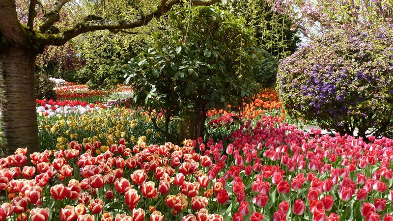Tulip Garden in Bloom — Red