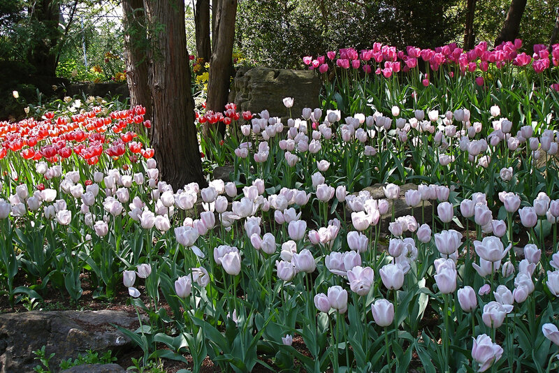 Tulip Garden in Bloom