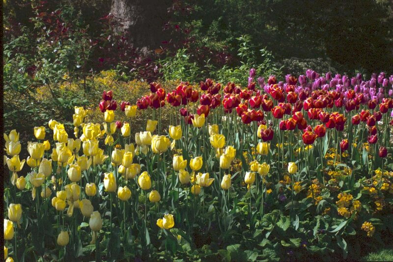 Tulip Garden in Bloom — Yellow