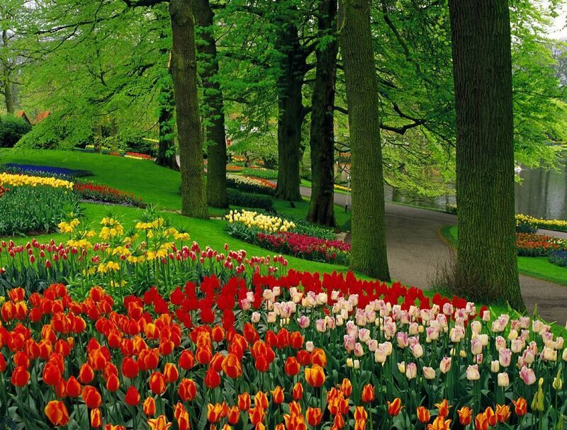 Tulip Garden in Park