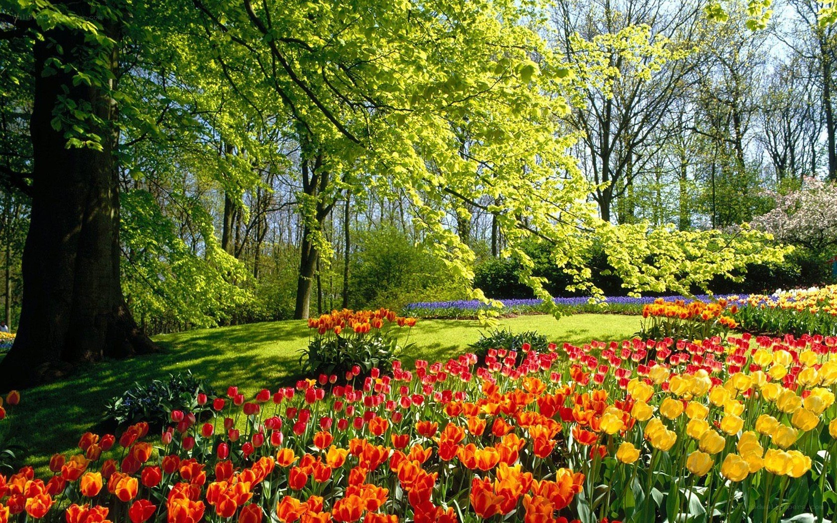 Tulip garden in spring