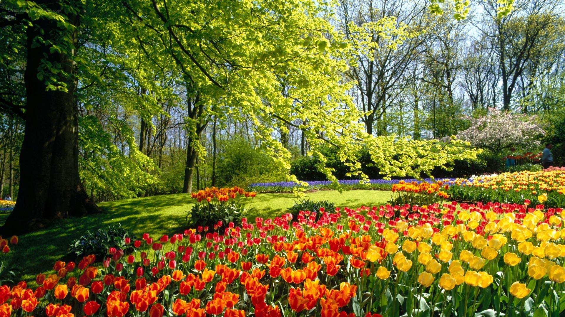 Tulip garden in spring