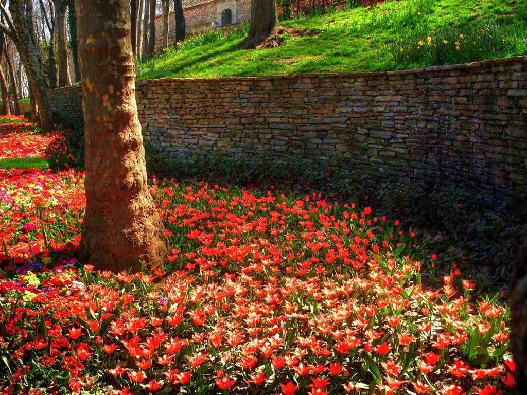 tulip garden in spring
