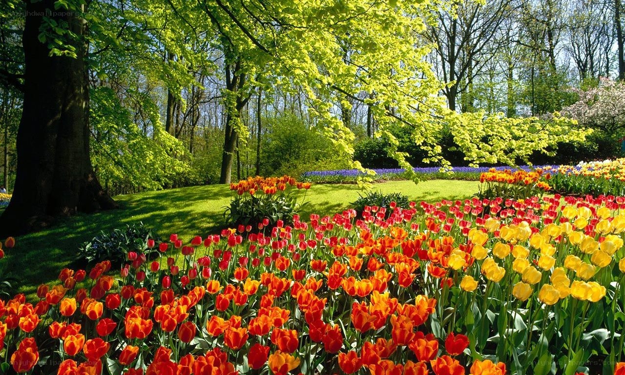 Tulip garden in spring