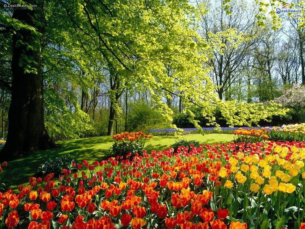 Tulip garden in spring