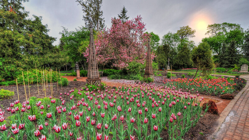 Tulip Garden in Spring — Green