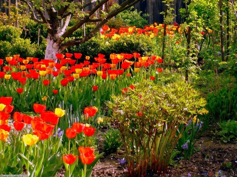 Tulip Garden in Spring — Red, Serene, Photograph