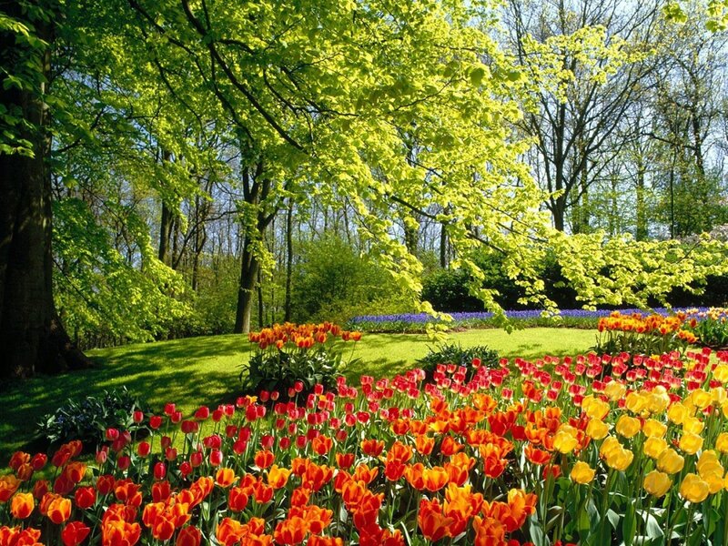 Tulip Garden in Spring — Red, Serene, Photograph, Trees, Flowers, Grass