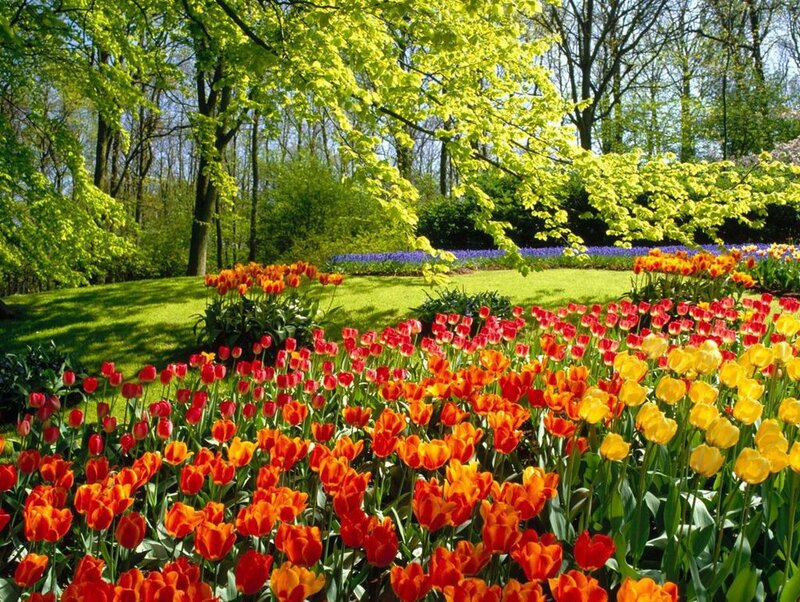 Tulip Garden in Spring — Red, Serene, Photograph, Trees, Grass