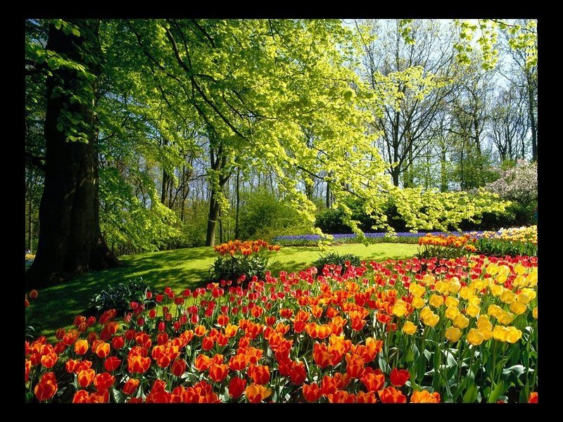 Tulip Garden in Spring — Red, Serene, Photograph, Trees
