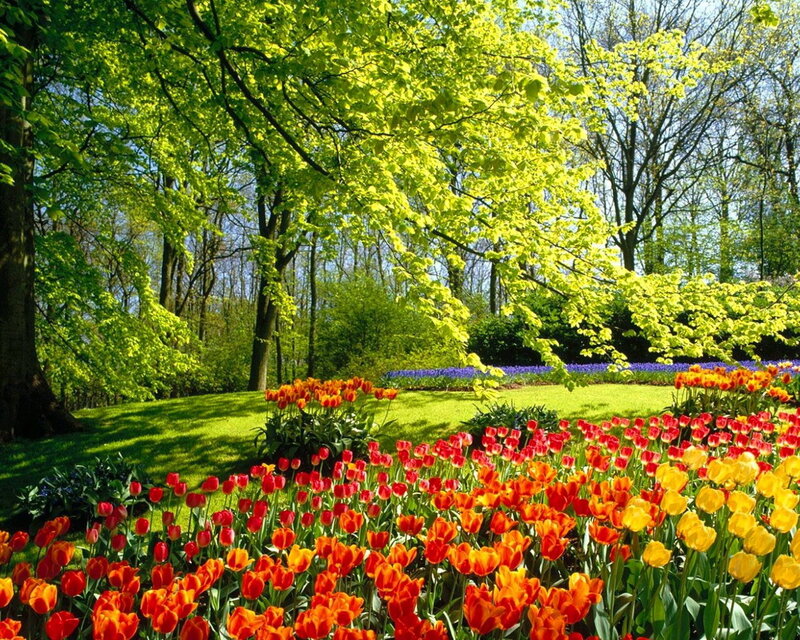 Tulip Garden in Spring — Red, Serene