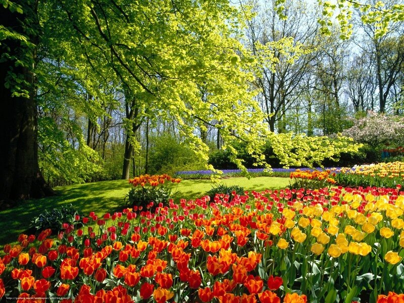 Tulip Garden in Spring — Yellow, Serene, Photograph