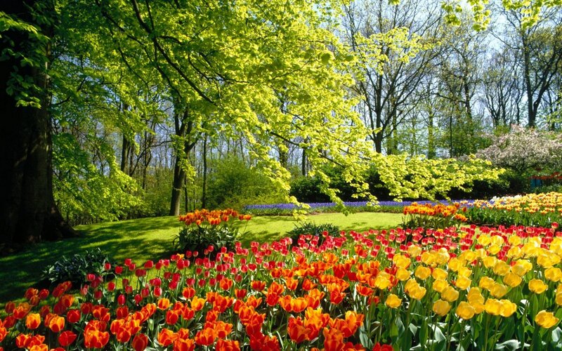 Tulip Garden in Spring — Yellow, Serene