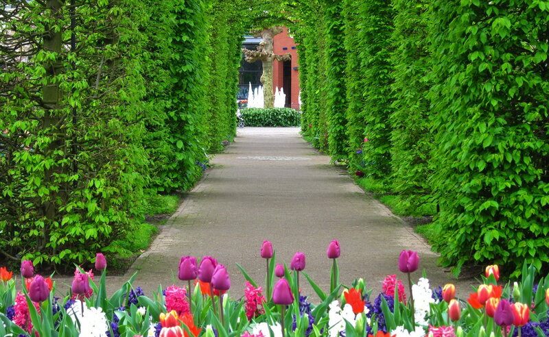 Tulip Garden Path — Green, Serene, Spring, Photograph