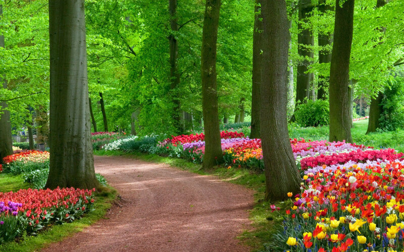 Tulip Garden Path — Green, Serene, Spring