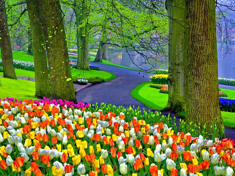 Tulip Garden Path — Green, Serene