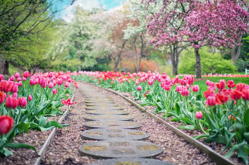 Tulip Garden Path — Pink