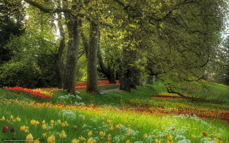 Tulip garden under trees