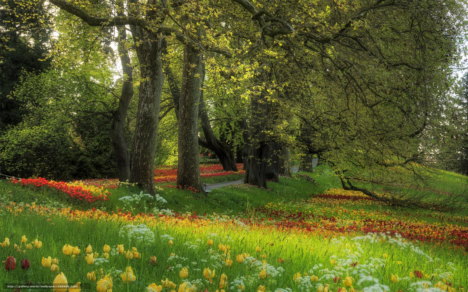 Tulip garden under trees