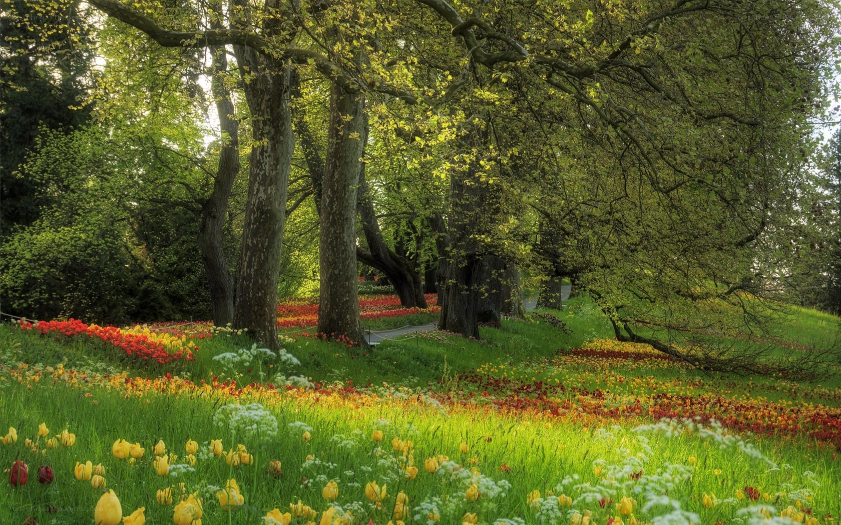 Tulip garden under trees