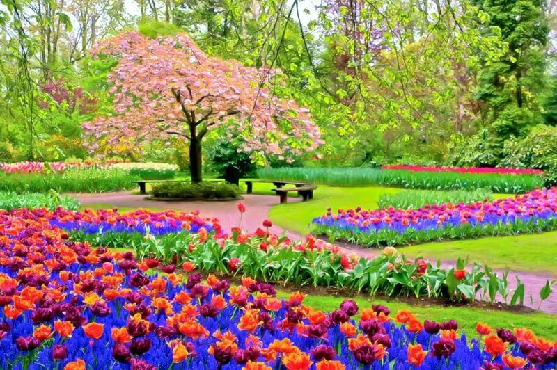 Tulip Garden with Bench