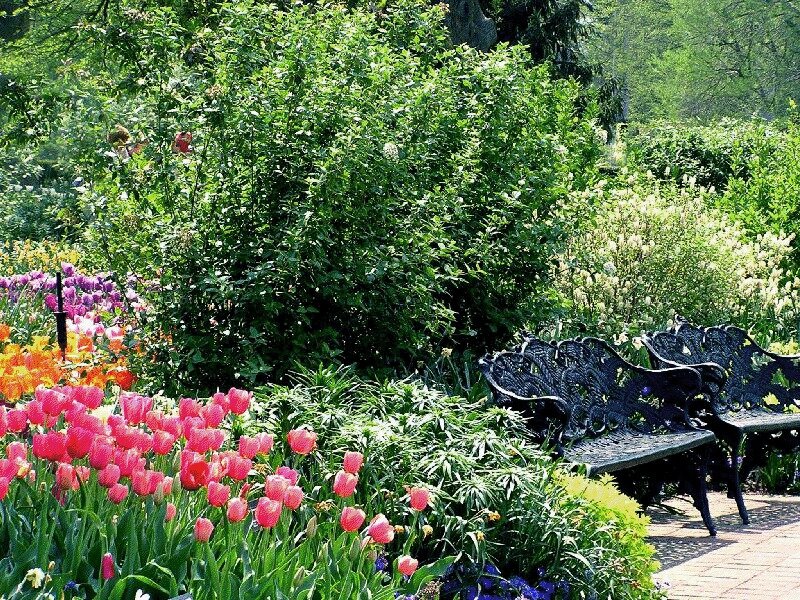 Tulip Garden with Benches