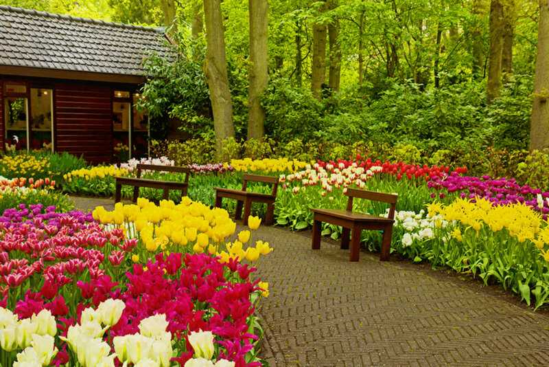 Tulip Garden with Benches — Yellow