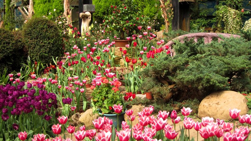 Tulip Garden with Bonsai