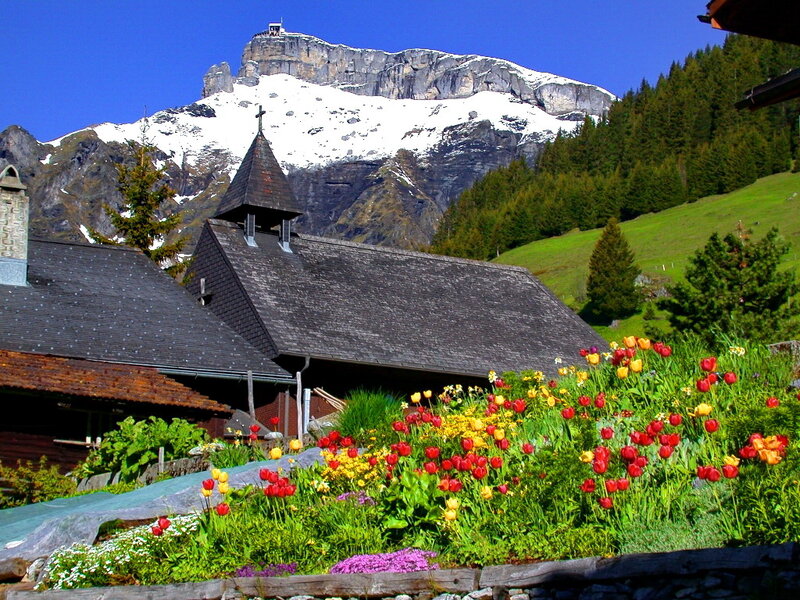 Tulip Garden with Church