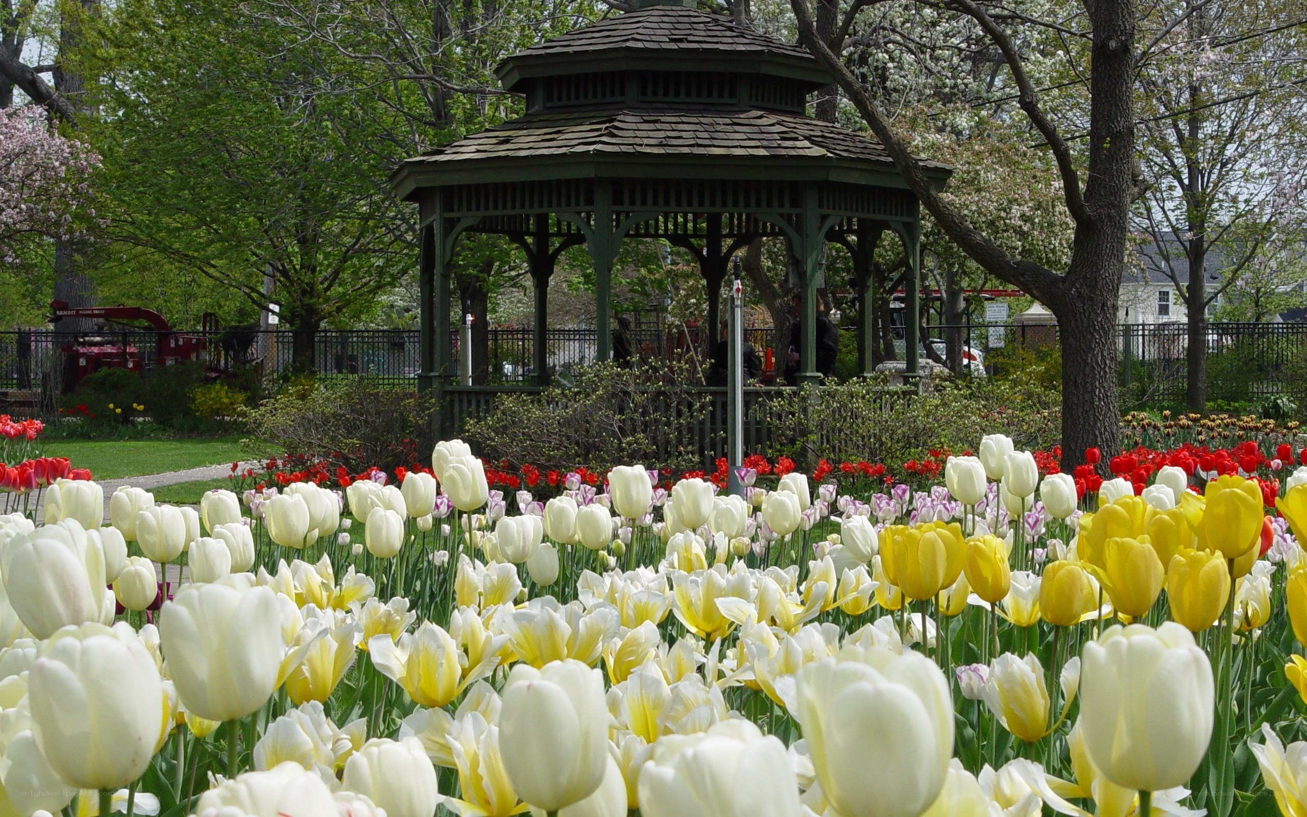 Tulip garden with gazebo