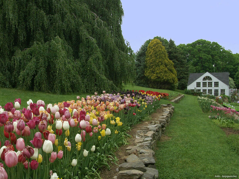 Tulip Garden with Greenhouse
