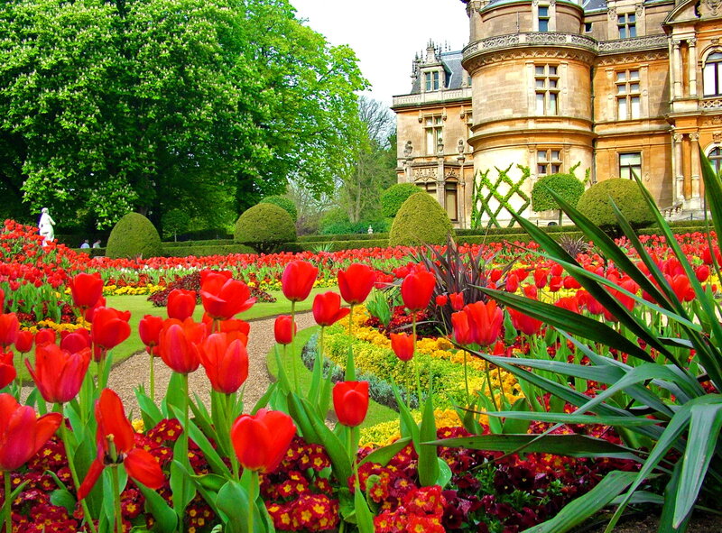 Tulip Garden with Mansion
