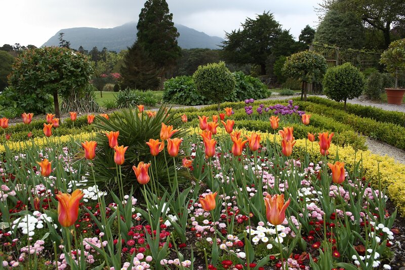 Tulip Garden with Mountains