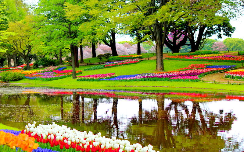 Tulip Garden with Pond — Green, Serene, Spring
