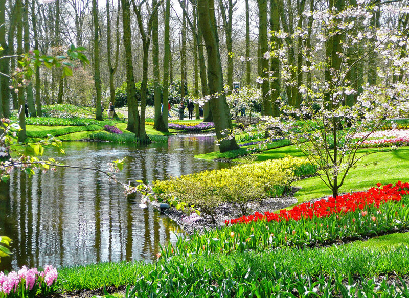 Tulip Garden with Pond — Green, Serene