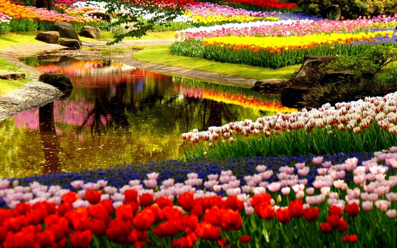Tulip Garden with Pond — Red, Serene, Spring, Photograph, Flowers
