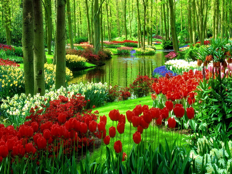 Tulip Garden with Pond — Red, Serene, Spring, Photograph
